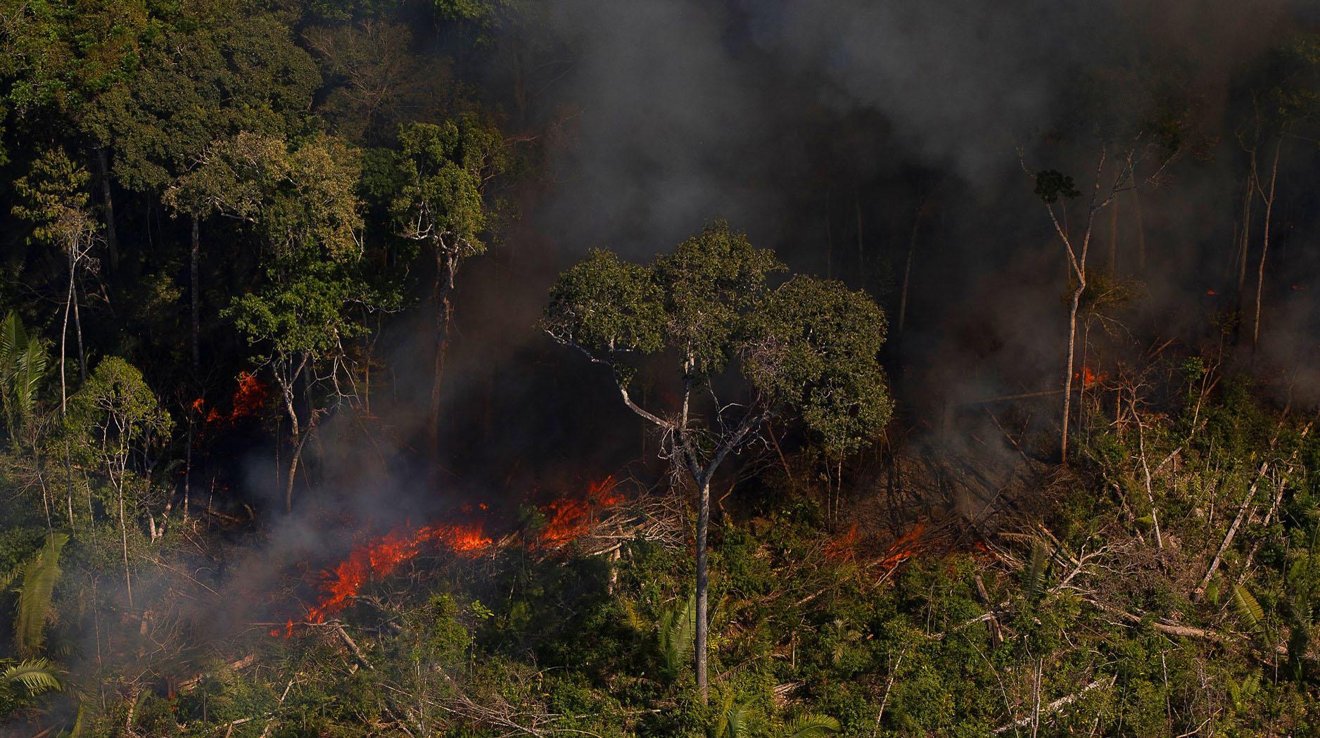 Liderança do PSOL aciona MPF para investigar indício de improbidade administrativa do governo ao divulgar dados desatualizados sobre desmatamento da Amazônia na COP 26